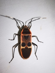 Physopelta gutta