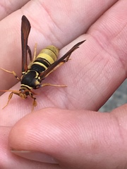 Paranthrene robiniae