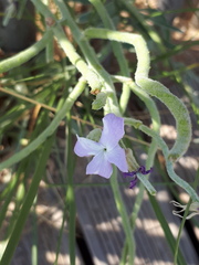 Matthiola sinuata