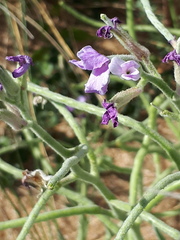 Matthiola sinuata