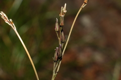 Haemodorum austroqueenslandicum