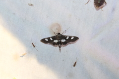 Desmia funeralis