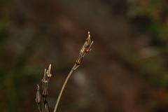 Haemodorum austroqueenslandicum