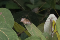 Euthalia monina monina