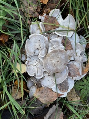 Leucocybe