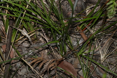 Haemodorum austroqueenslandicum