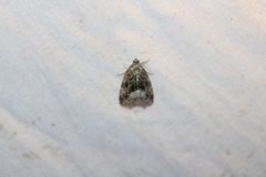 Protodeltote muscosula