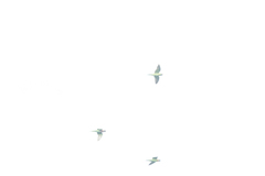 Psittacula alexandri