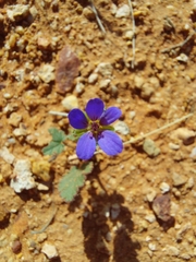 Erodium crinitum