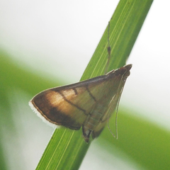 Cnaphalocrocis medinalis