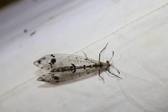 Dendroleon obsoletus