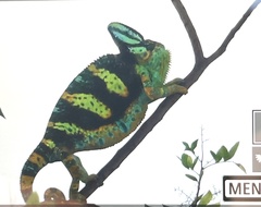 Chamaeleo calyptratus