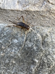 Eunemobius carolinus