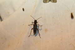 Xylotrechus sagittatus