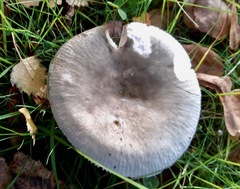 Russula parazurea