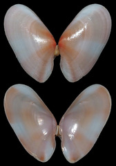 Tellinidae