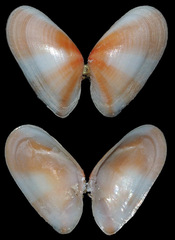 Tellinidae