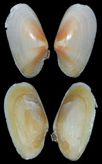 Tellinidae