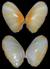 Tellinidae
