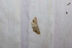 Idaea dimidiata