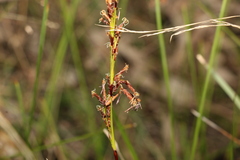 Machaerina rubiginosa