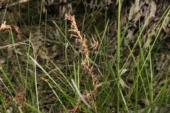 Machaerina rubiginosa
