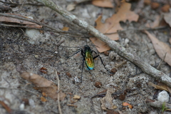 Pompilidae