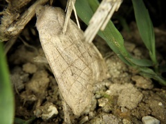 Eupsilia quadrilinea