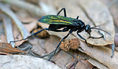 Pompilidae