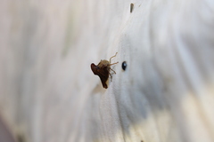 Smiliinae