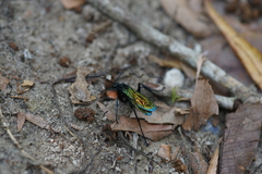 Pompilidae