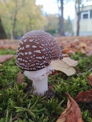 Amanita pantherina