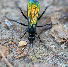 Pompilidae