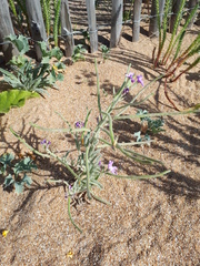 Matthiola sinuata