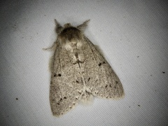 Cnethodonta grisescens