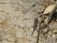 Sceloporus serrifer