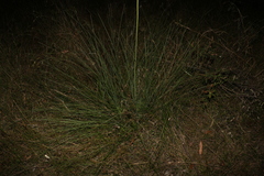 Xanthorrhoea fulva