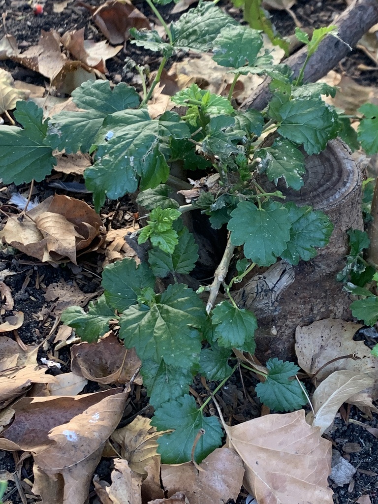Mulberries from Athens Square Park, New York, NY, US on October 18