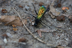 Pompilidae