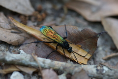 Pompilidae