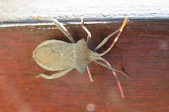 Elasmopoda valga