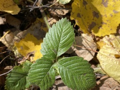 Fragaria moschata