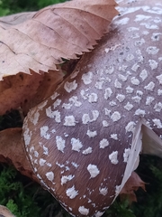 Amanita pantherina