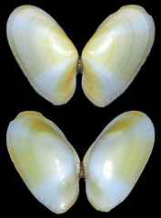 Tellinidae