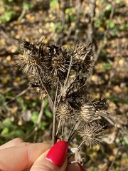 Arctium