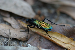 Pompilidae