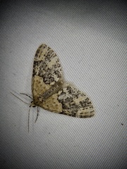 Acasis viretata