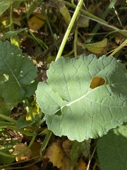 Brassica