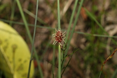 Chorizandra cymbaria