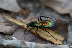 Pompilidae